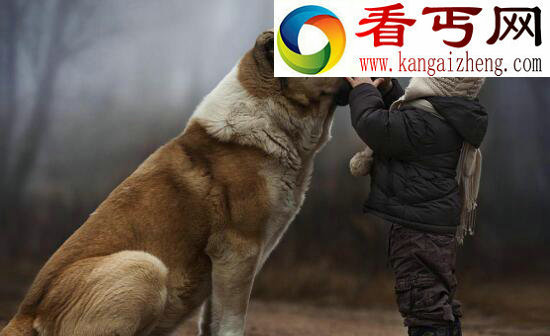 世界上体型最大的四种狗，马士提夫獒犬能当人坐骑