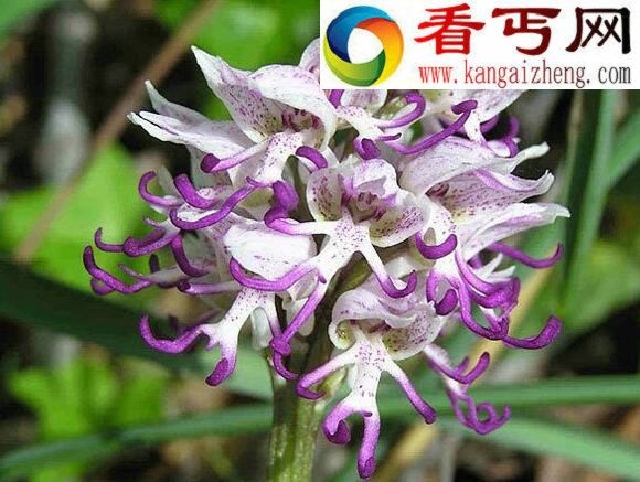 盘点世界上最没节操的花，“花中流氓”裸男兰造型奇特毁三观