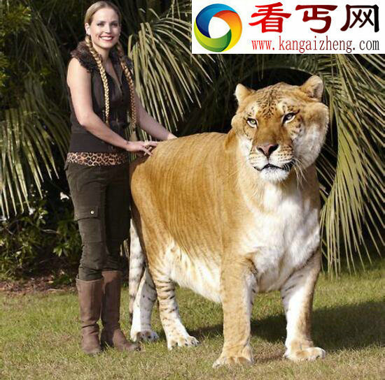 世界上最大的狮虎兽，狮子老虎的结晶“大力神”(重836斤)