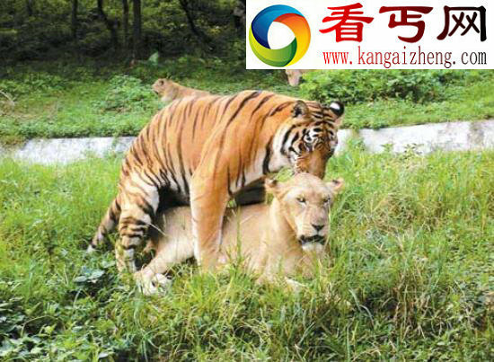 世界上最大的狮虎兽，狮子老虎的结晶“大力神”(重836斤)
