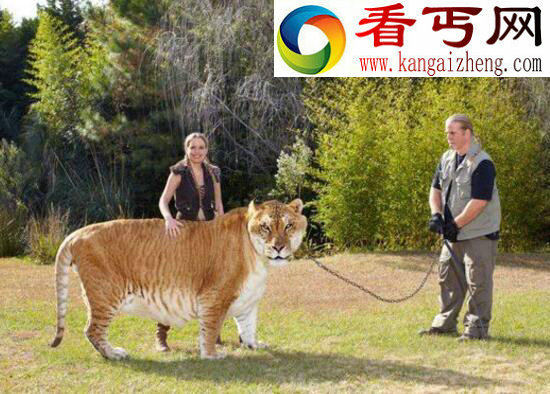 世界上最大的狮虎兽，狮子老虎的结晶“大力神”(重836斤)