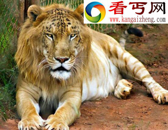 世界上最大的狮虎兽，狮子老虎的结晶“大力神”(重836斤)