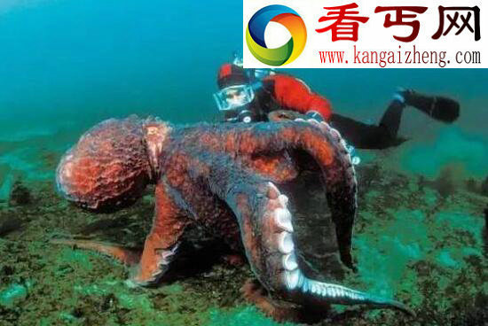 世界上最大的章鱼，北太平洋巨型章鱼(长9米重544斤)