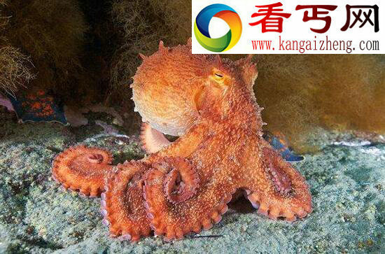 世界上最大的章鱼，北太平洋巨型章鱼(长9米重544斤)