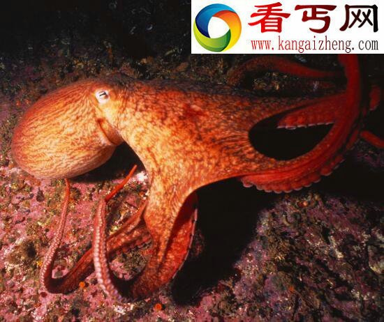 世界上最大的章鱼，北太平洋巨型章鱼(长9米重544斤)
