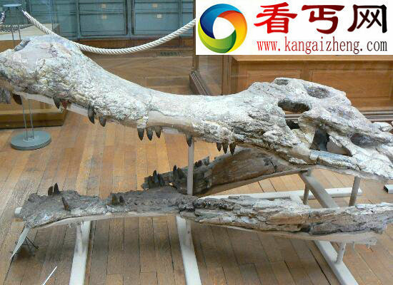 史前“巨鳄”普鲁斯鳄，已被证实是恐龙天敌