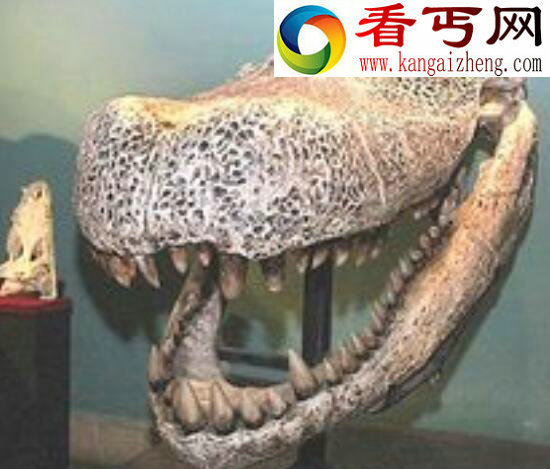 史前“巨鳄”普鲁斯鳄，已被证实是恐龙天敌