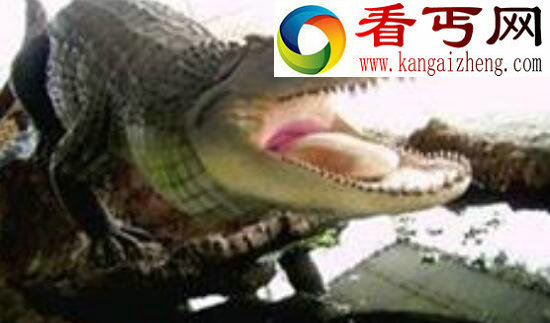 史前“巨鳄”普鲁斯鳄，已被证实是恐龙天敌