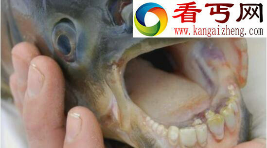 世界上最奇葩的鱼，专吃男人“蛋蛋”的人齿鱼
