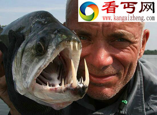 世界上最奇葩的鱼，专吃男人“蛋蛋”的人齿鱼