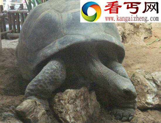 世界上最大的乌龟——加拉帕哥斯陆龟（体长1米5重达300斤）