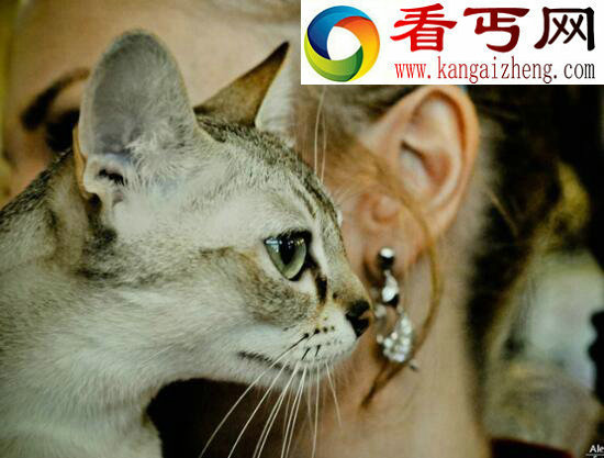 世界上最小的猫，喜马拉雅猫Tker Toy长19厘米（吉尼斯认证）
