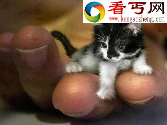 世界上最小的猫，喜马拉雅猫Tker Toy长19厘米（吉尼斯认证）