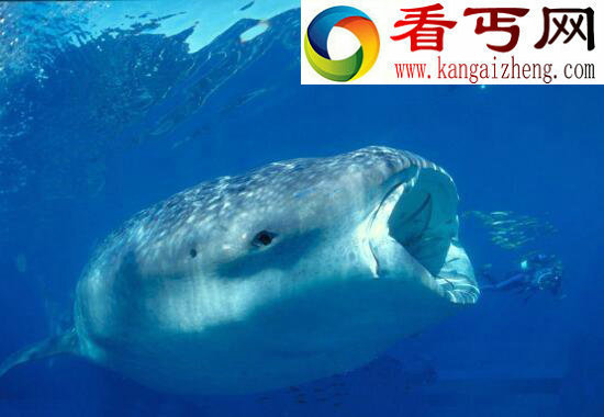 世界上最大的鱼，鲸鲨体长20米（深海无敌）