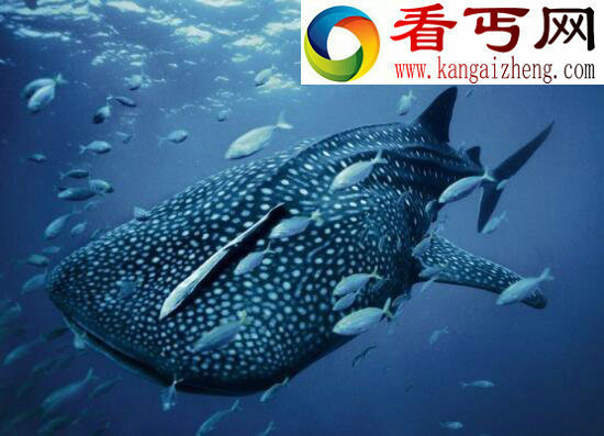 世界上最大的鱼，鲸鲨体长20米（深海无敌）