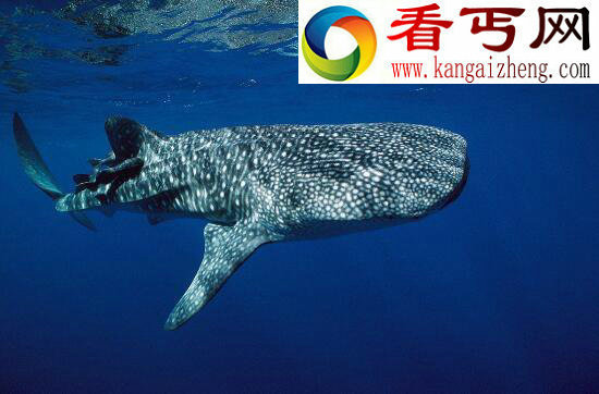世界上最大的鱼，鲸鲨体长20米（深海无敌）