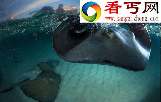 世界上最大的鱼，鲸鲨体长20米（深海无敌）