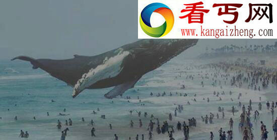 世界上最大的鱼，鲸鲨体长20米（深海无敌）