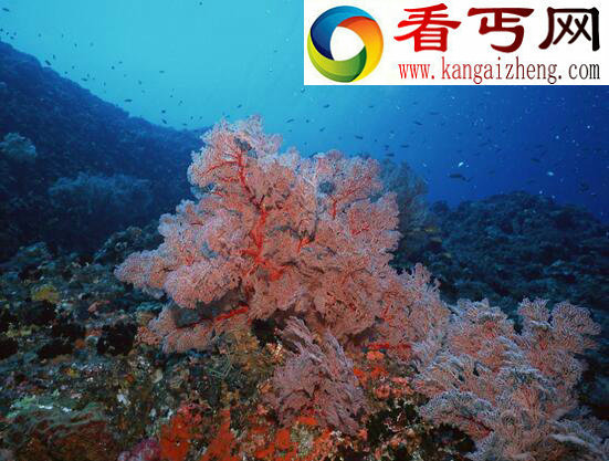 世界上最大的海，珊瑚海(面积479.1万平方千米)