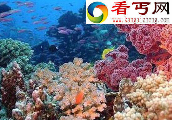 世界上最大的海，珊瑚海(面积479.1万平方千米)