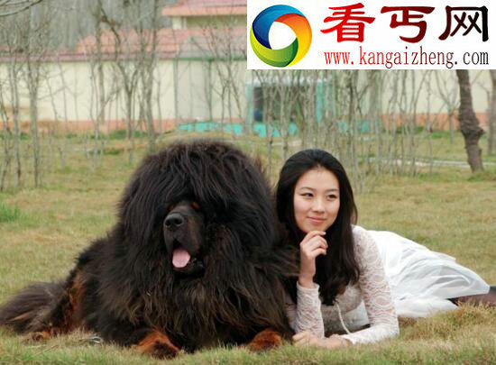 世界上最大的藏獒王，巨獒比尔身价3000万(肩高0.8米)