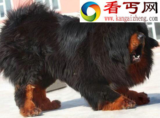 世界上最大的藏獒王，巨獒比尔身价3000万(肩高0.8米)