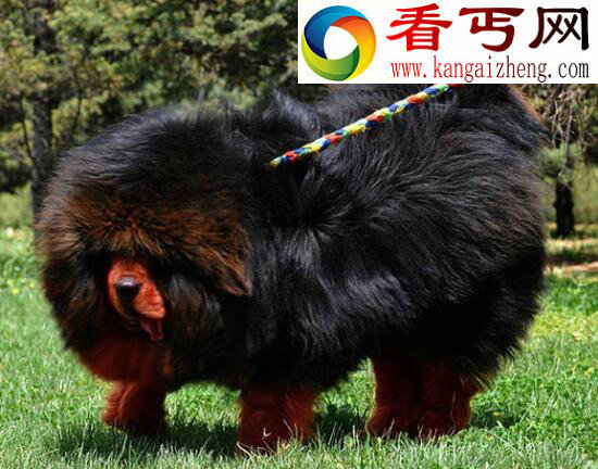 世界上最大的藏獒王，巨獒比尔身价3000万(肩高0.8米)