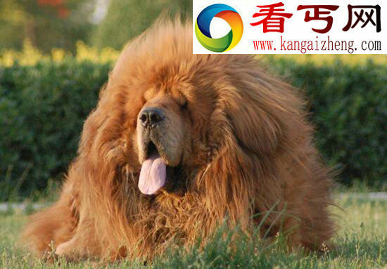 世界上最大的藏獒王，巨獒比尔身价3000万(肩高0.8米)