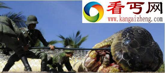 世界上最大的蛇，红海巨蛇据传长500米(虚假骗局)