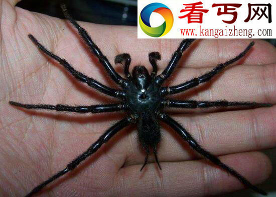 巨型上户蜘蛛体长可达20CM，传言踩过其足迹就会死亡(剧毒)