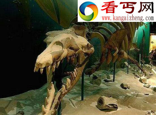 世界上最凶残的史前巨兽，龙王鲸竟吞食自己的同类