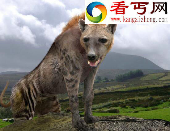 世界上体型最大的狗——巨鬣狗（体长2.5米/重600斤）