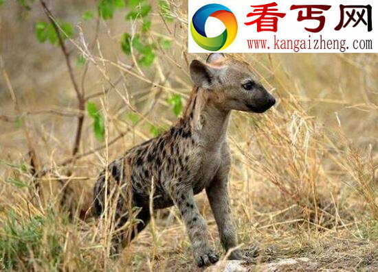 世界上体型最大的狗——巨鬣狗（体长2.5米/重600斤）
