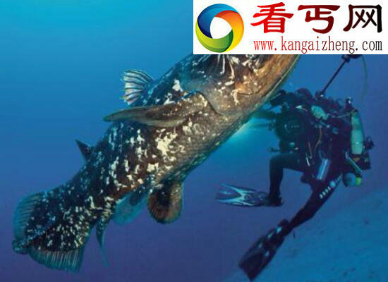 世界上最古老的鱼类，腔棘鱼——“恐龙时代的活化石”