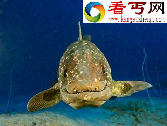 世界上最古老的鱼类，腔棘鱼——“恐龙时代的活化石”