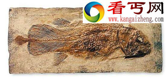 世界上最古老的鱼类，腔棘鱼——“恐龙时代的活化石”
