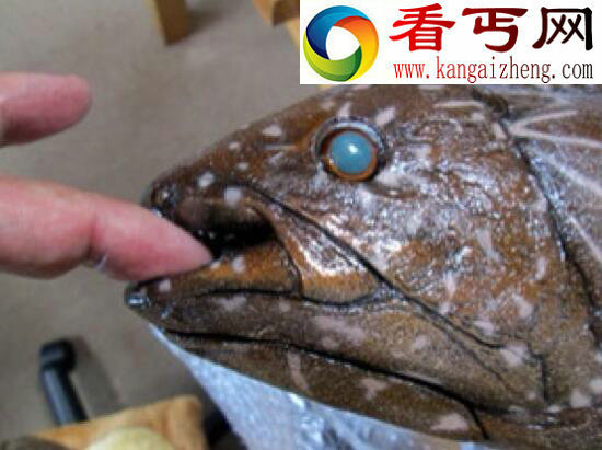 世界上最古老的鱼类，腔棘鱼——“恐龙时代的活化石”