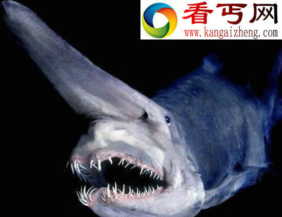 世界上最古老的鲨鱼，谣言会自爆的加布林鲨鱼