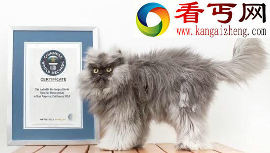 世界上最小的猫，喜马拉雅猫Tker Toy长19厘米（吉尼斯认证）