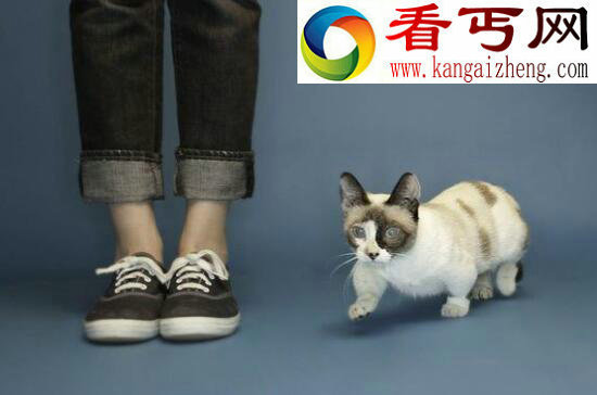 世界上最小的猫，喜马拉雅猫Tker Toy长19厘米（吉尼斯认证）