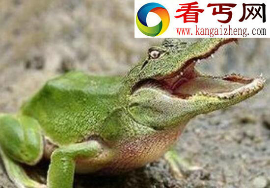 喀麦隆巨蛙，身长一米体重六斤却濒临灭绝