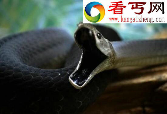 剧毒之灵幽灵箭毒蛙，中毒无法抢救(0.1ml蛙毒6秒致死)