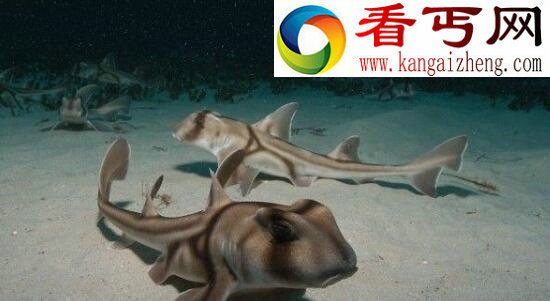 世界上最萌的鲨鱼，澳大利亚虎鲨会微笑(图)