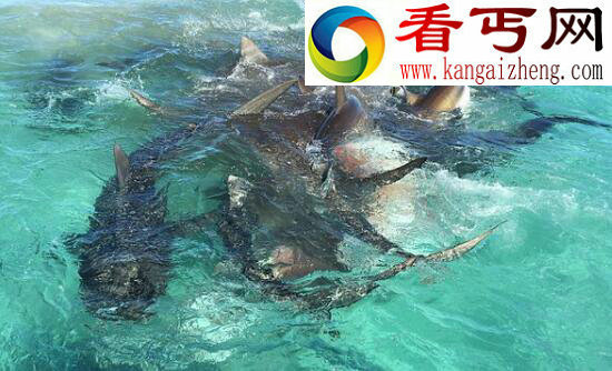 世界上最萌的鲨鱼，澳大利亚虎鲨会微笑(图)
