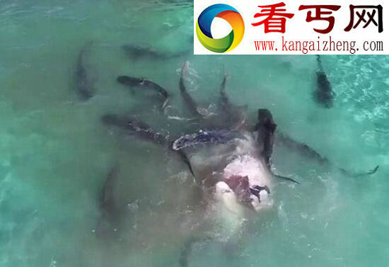 世界上最萌的鲨鱼，澳大利亚虎鲨会微笑(图)