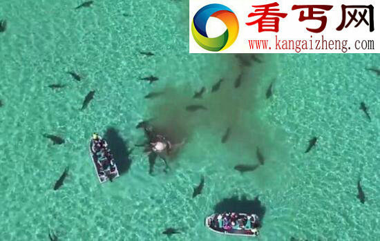 世界上最萌的鲨鱼，澳大利亚虎鲨会微笑(图)
