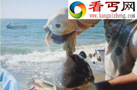 世界上最萌的鲨鱼，澳大利亚虎鲨会微笑(图)