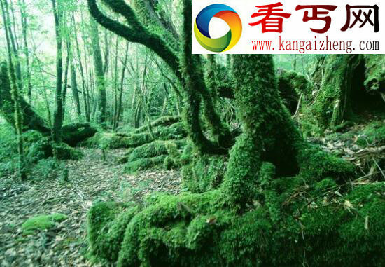 中国发现世界上最大的蚊子，120万只蚊子能吸干人血