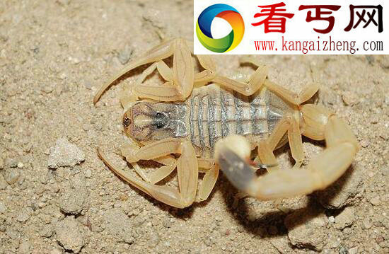 世界上毒性最强的蝎子，巴勒斯坦毒蝎(“世界毒王”排名第五)