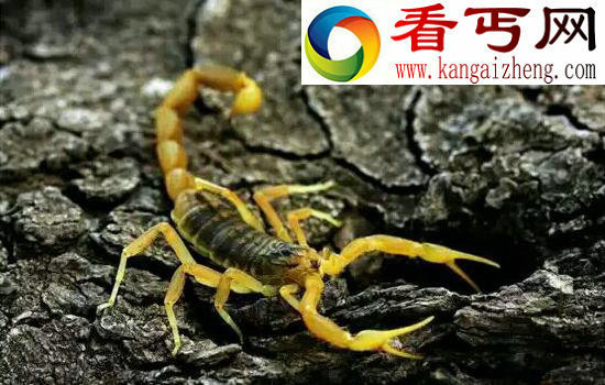 世界上毒性最强的蝎子，巴勒斯坦毒蝎(“世界毒王”排名第五)